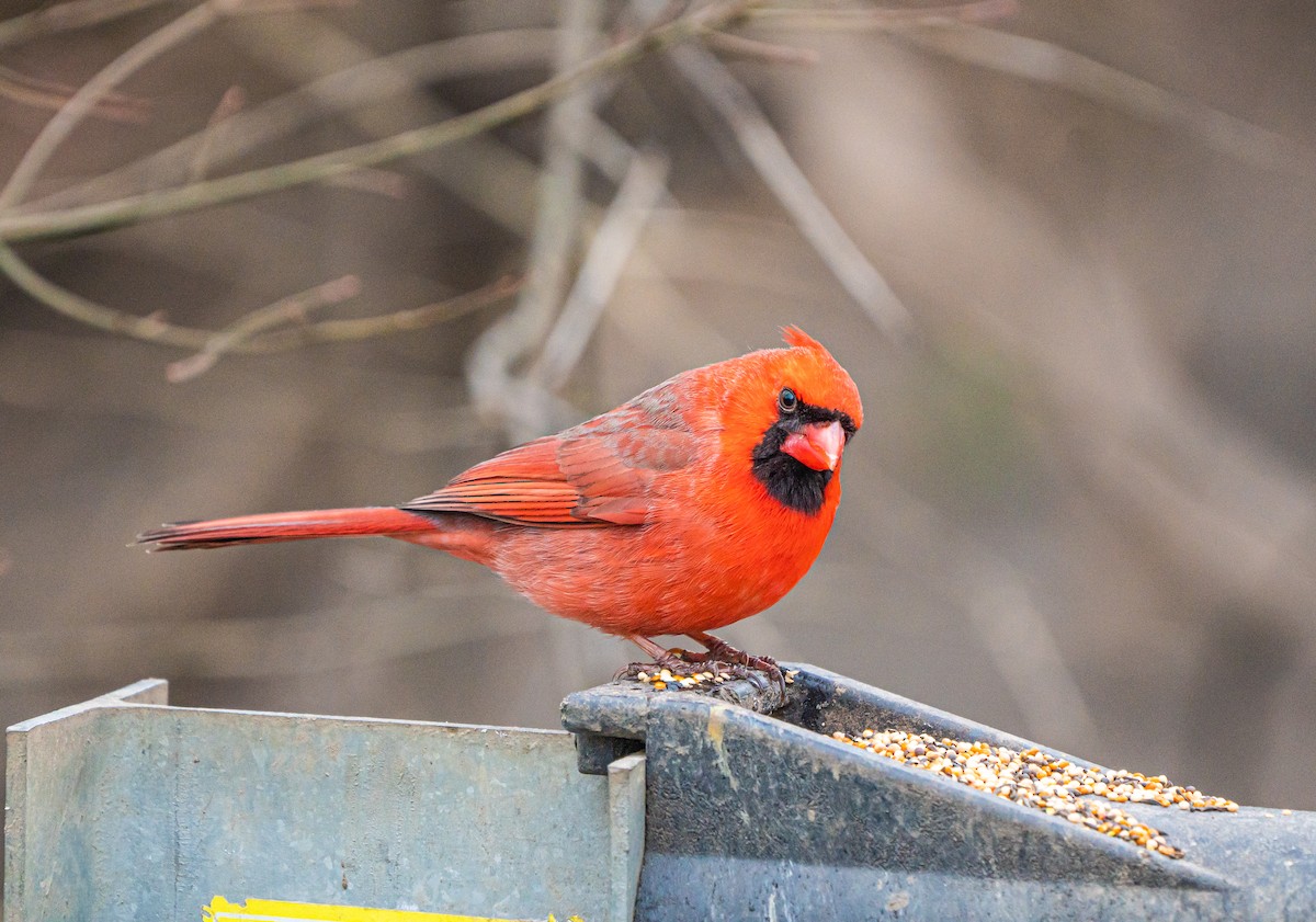 Rotkardinal - ML644839981