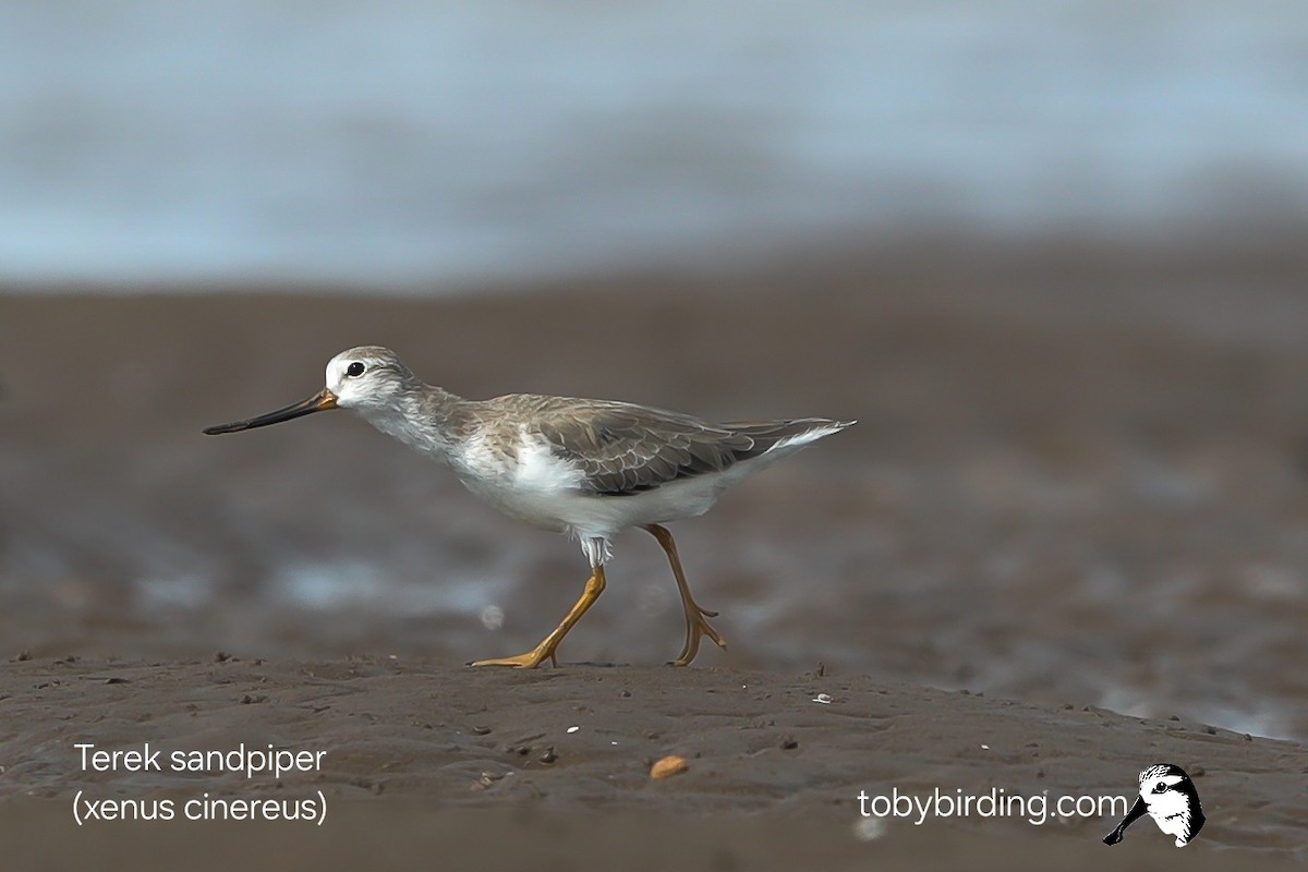 Terek Sandpiper - ML644840013