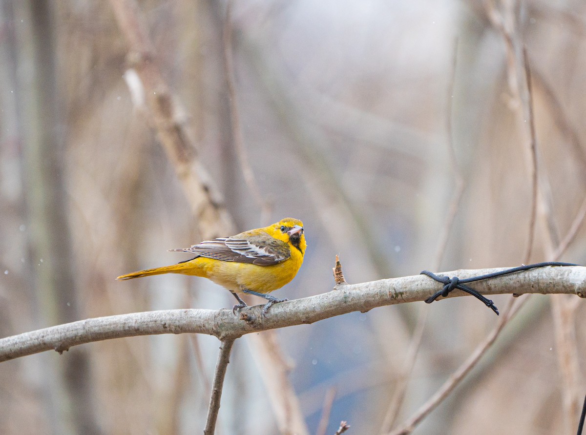 Bullock's Oriole - ML644840014