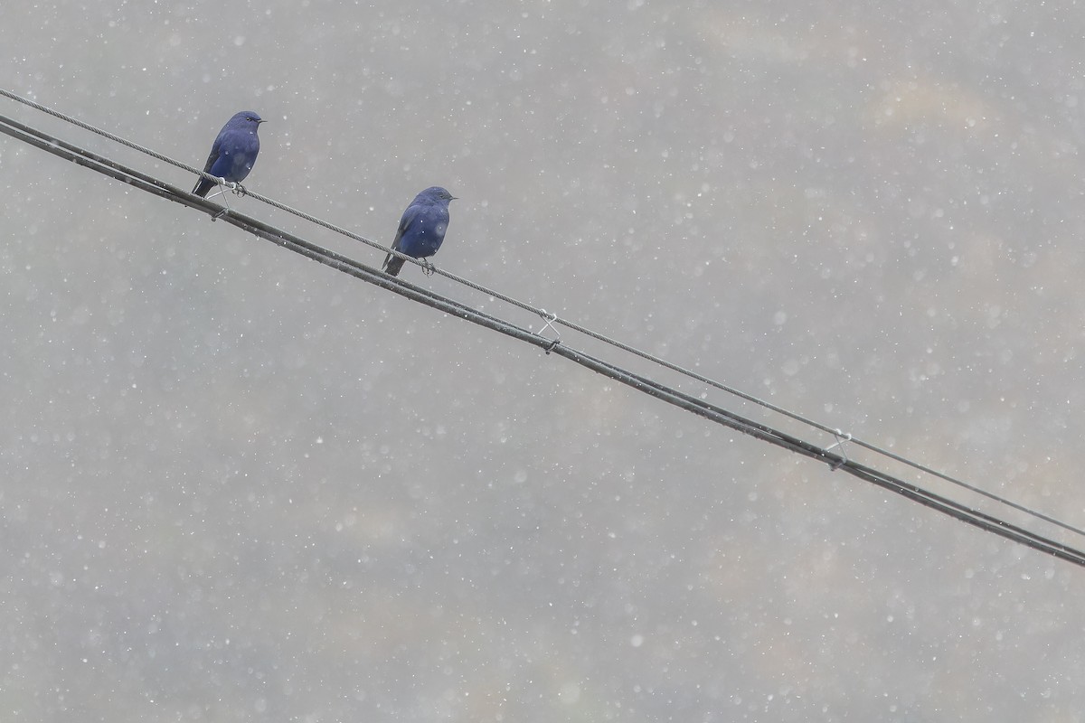 Grandala - ML644840022