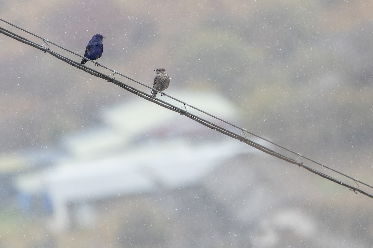 Grandala - ML644840024