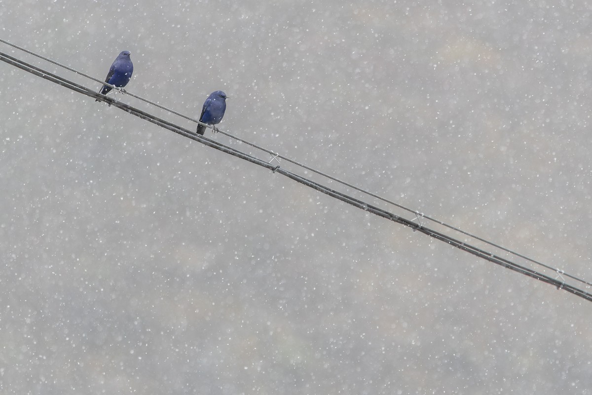 Grandala - ML644840026