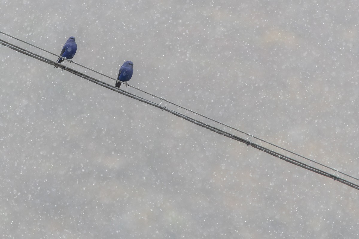 Grandala - ML644840027