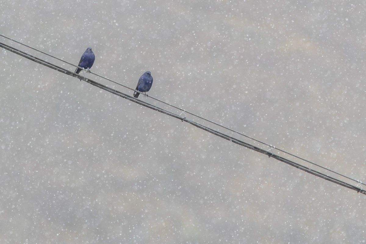 Grandala - ML644840030