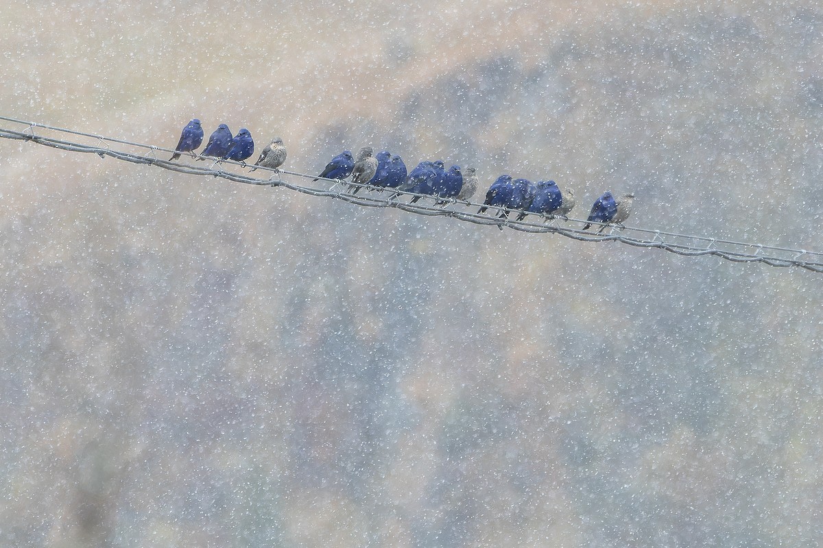 Grandala - ML644840033