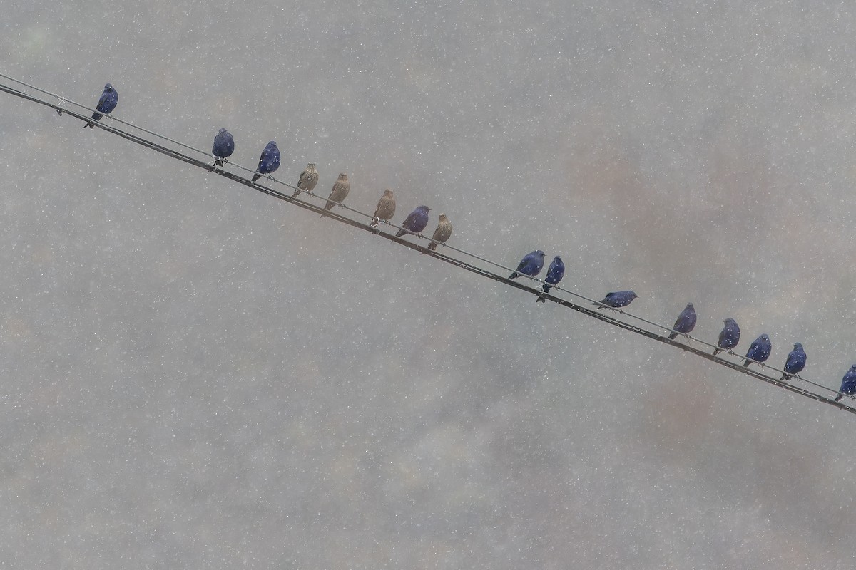 Grandala - ML644840035