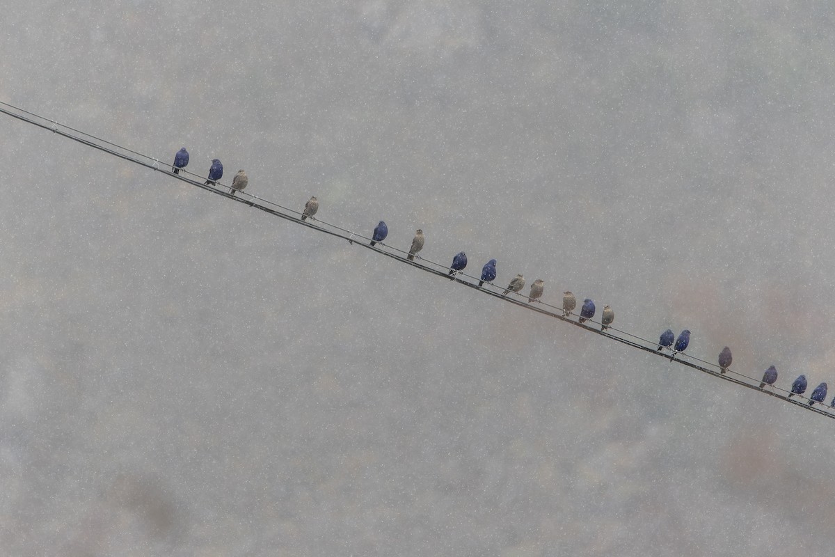 Grandala - ML644840038