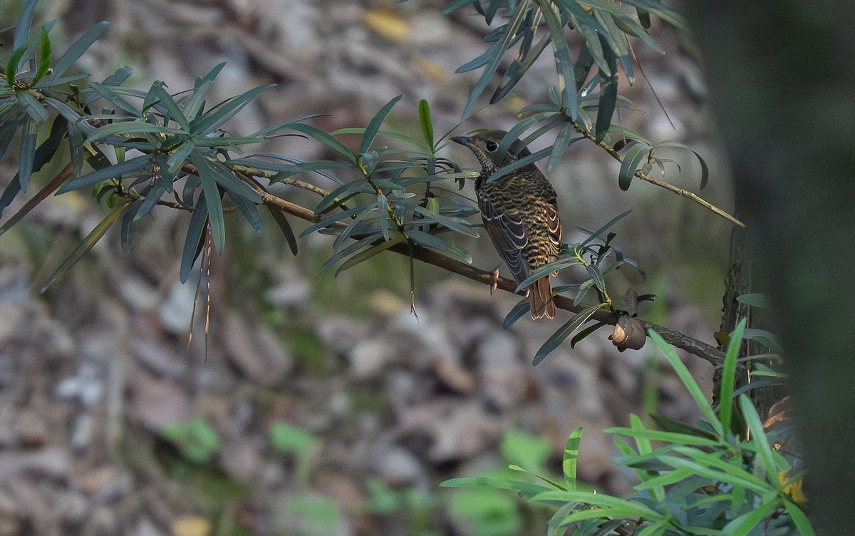 Ak Boğazlı Taşkızılı - ML644840039