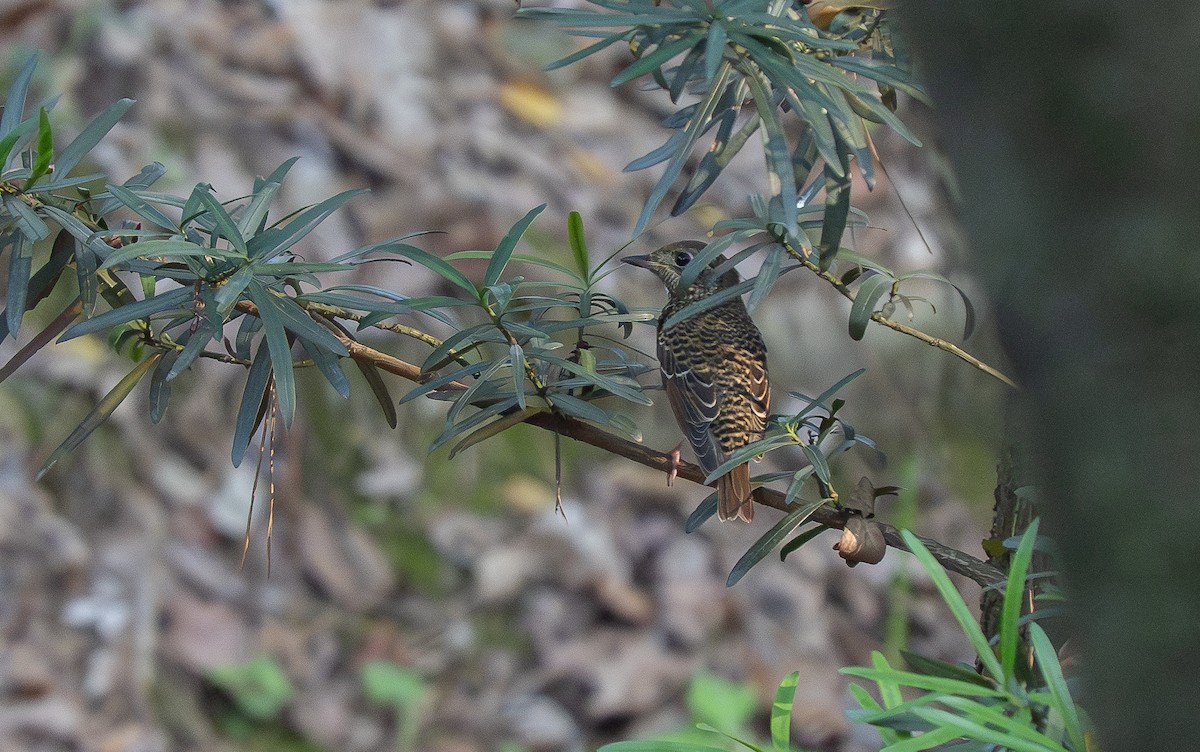 Ak Boğazlı Taşkızılı - ML644840040