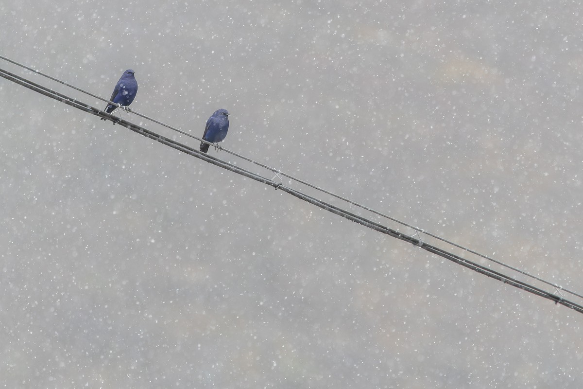 Grandala - ML644840041