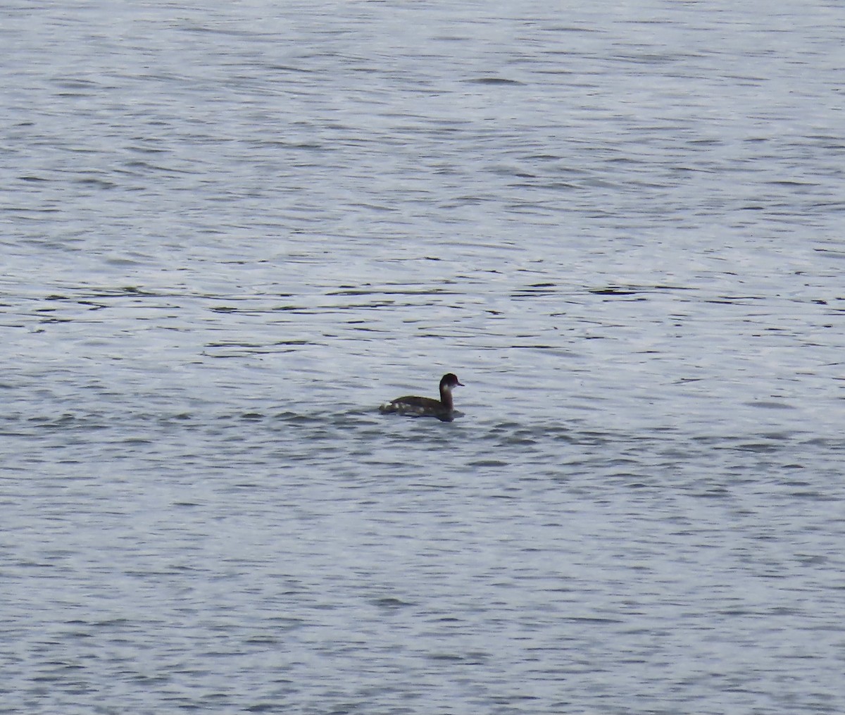 ハジロカイツブリ - ML644840043