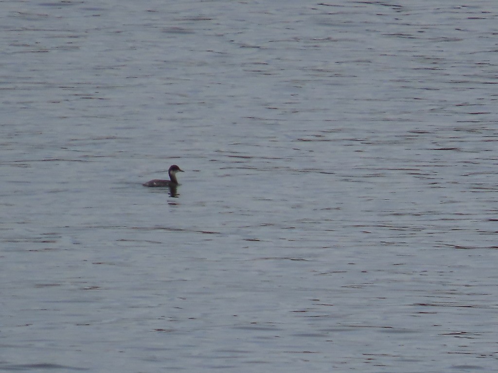 ハジロカイツブリ - ML644840045