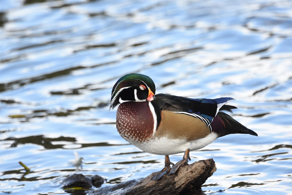 kachnička karolínská - ML644840050