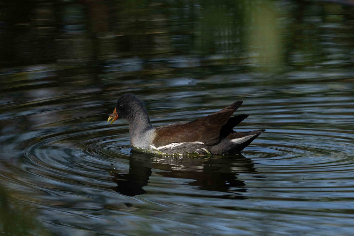 Common Gallinule - ML644840054