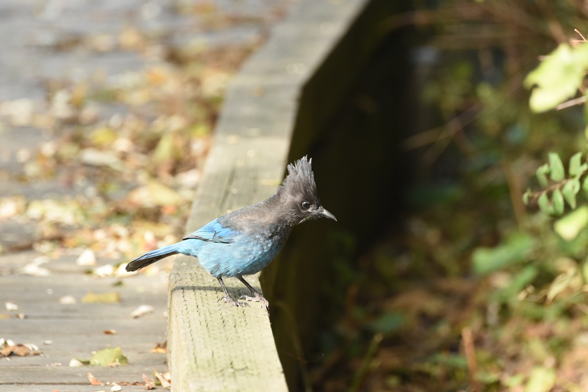 Chara de Steller - ML644840075