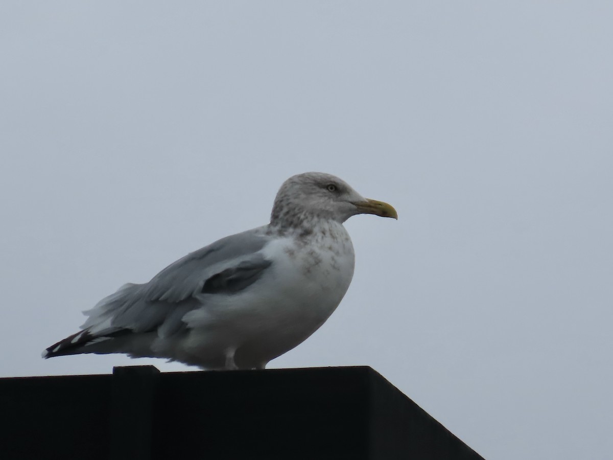 Goéland hudsonien - ML644840078