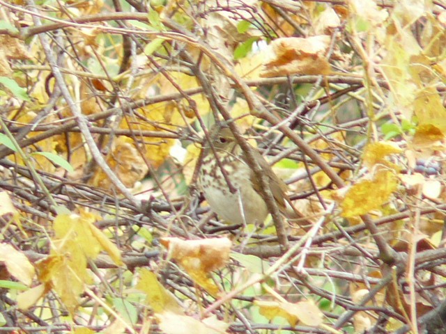 drozd rezavoocasý - ML644840079