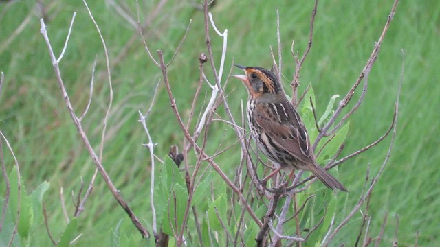 トゲオヒメドリ - ML644840082