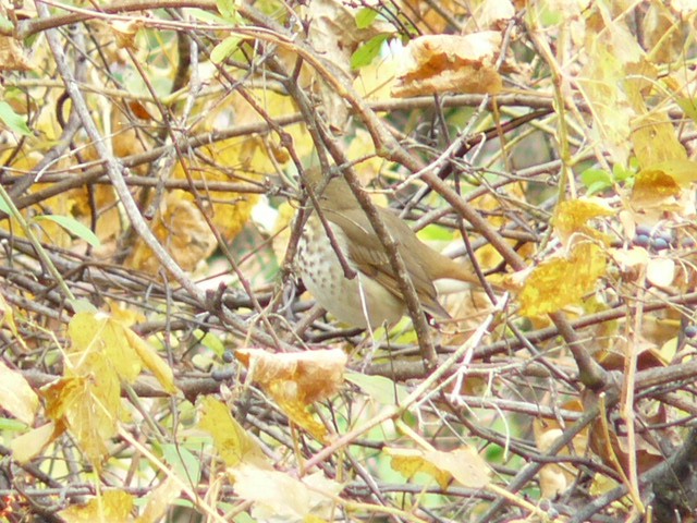 drozd rezavoocasý - ML644840083