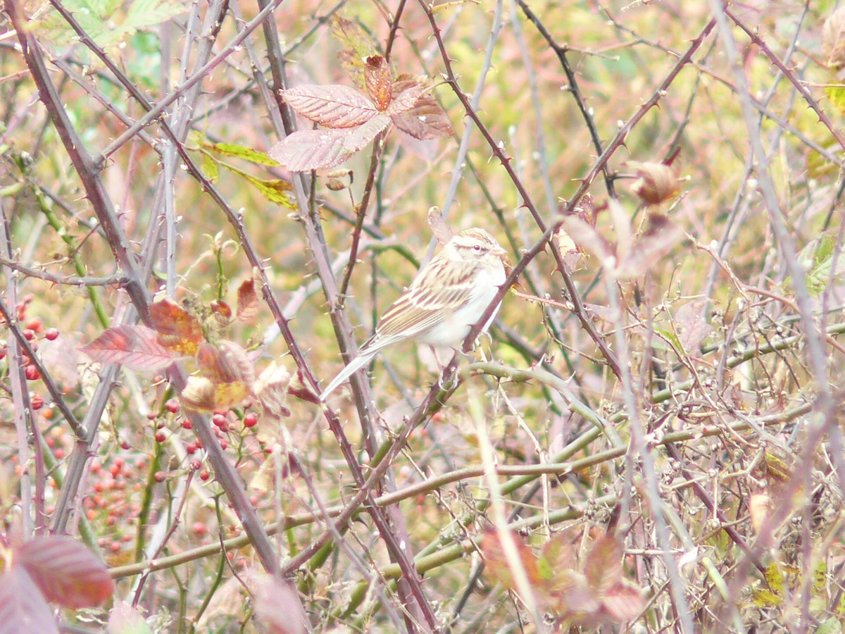 strnádka vrabcovitá - ML644840092