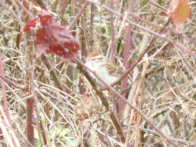 strnádka vrabcovitá - ML644840093