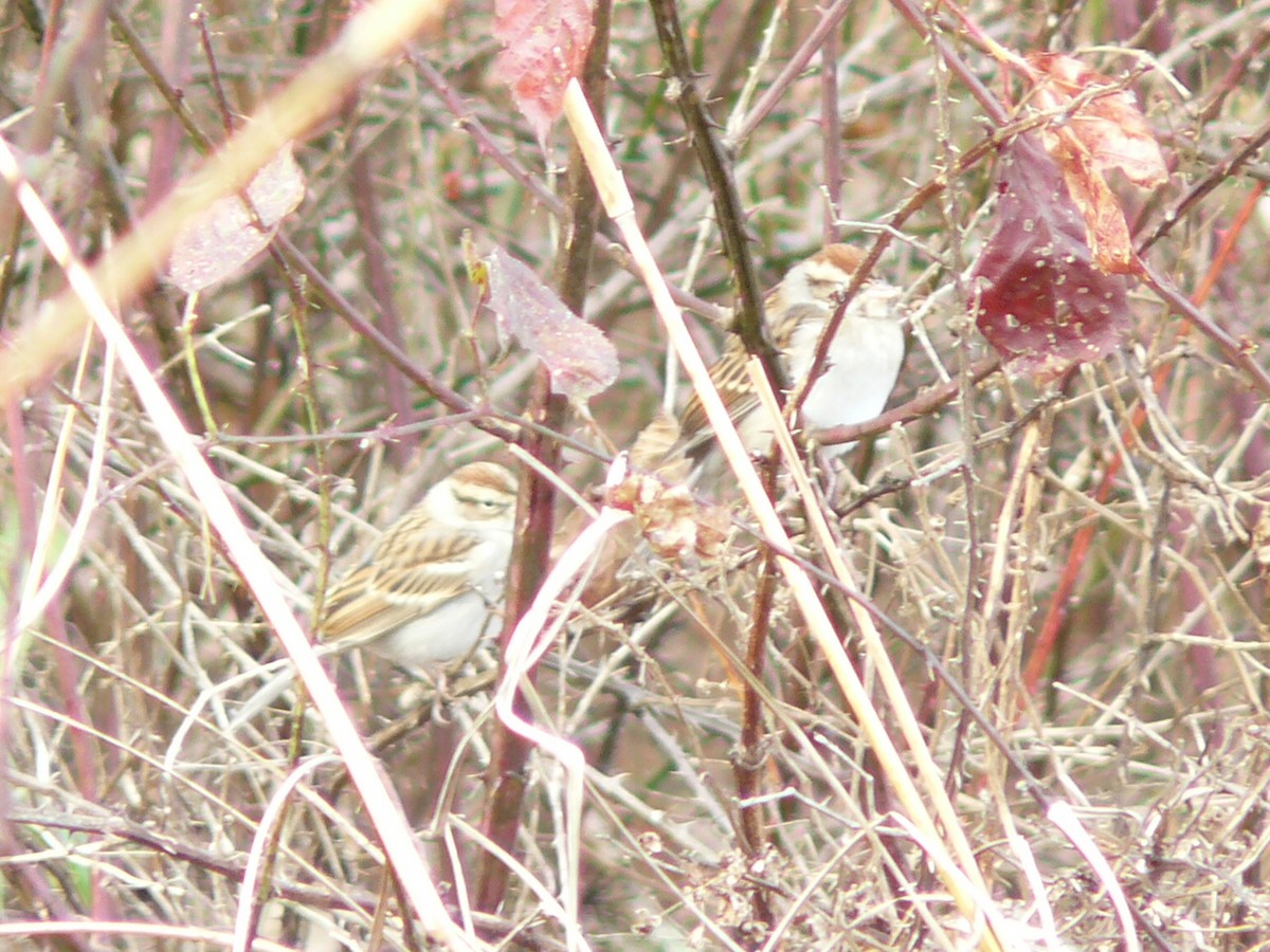 strnádka vrabcovitá - ML644840095