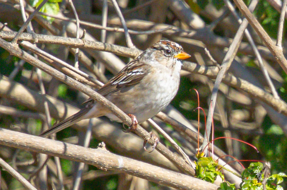 Bruant à couronne blanche - ML644840098