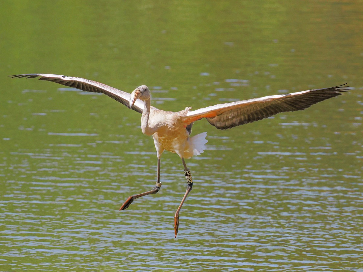 Fenicottero - ML644840100