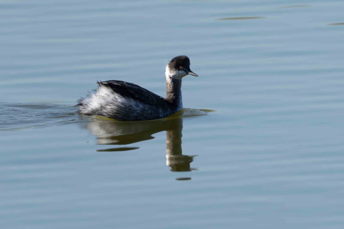 ハジロカイツブリ - ML644840105