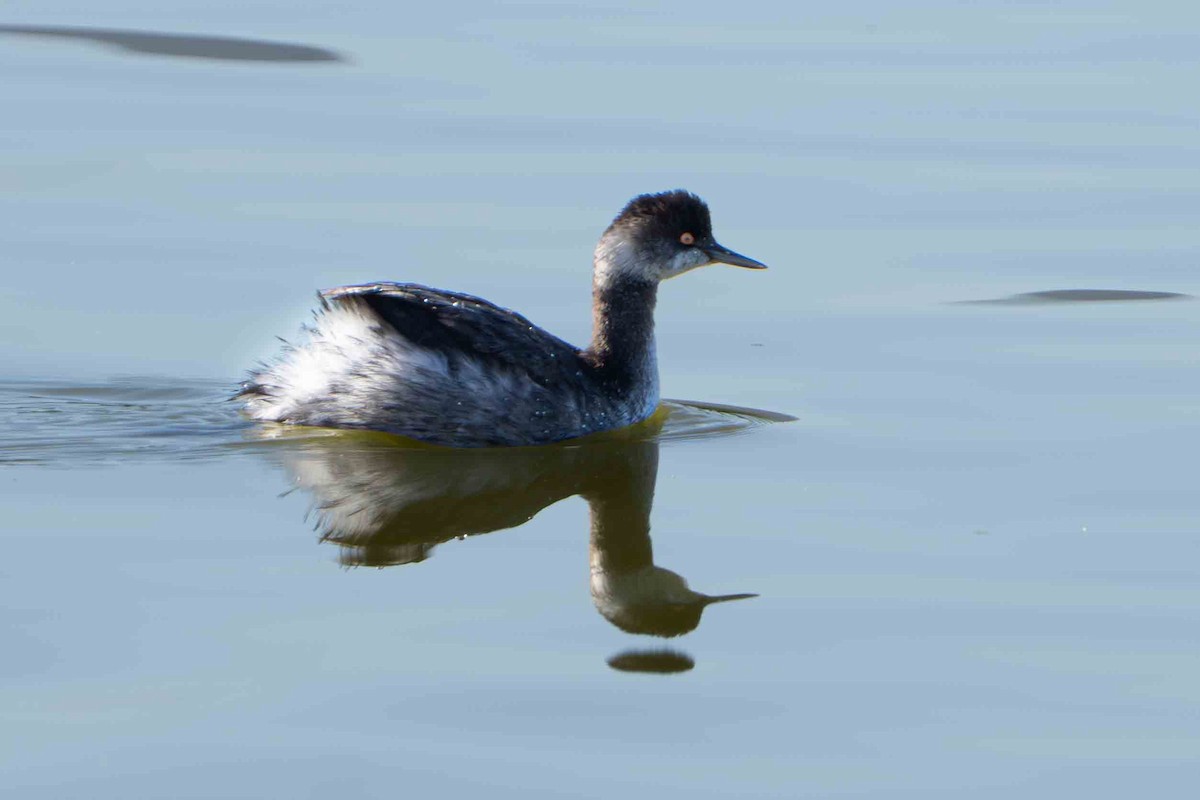 ハジロカイツブリ - ML644840106