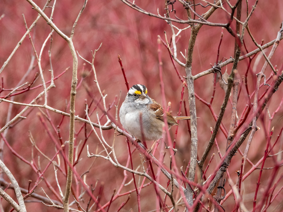 White-throated Sparrow - ML644840107