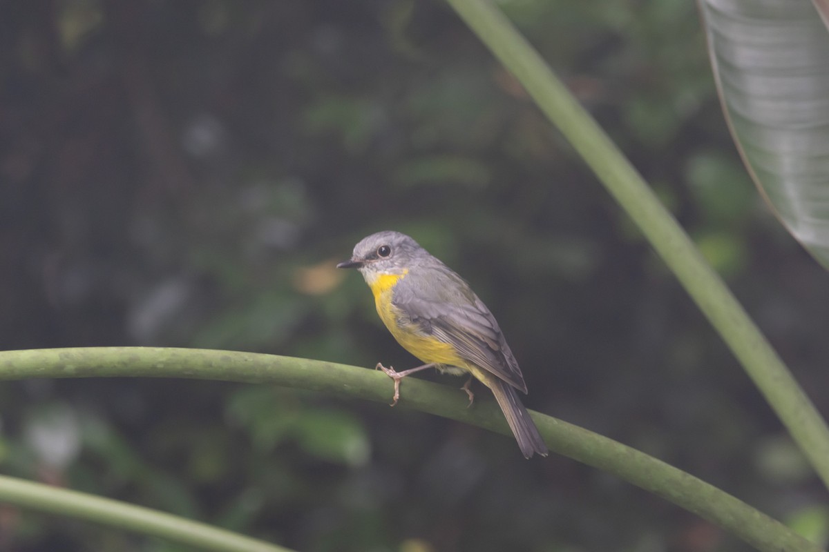 lejsčík žlutý - ML644840114