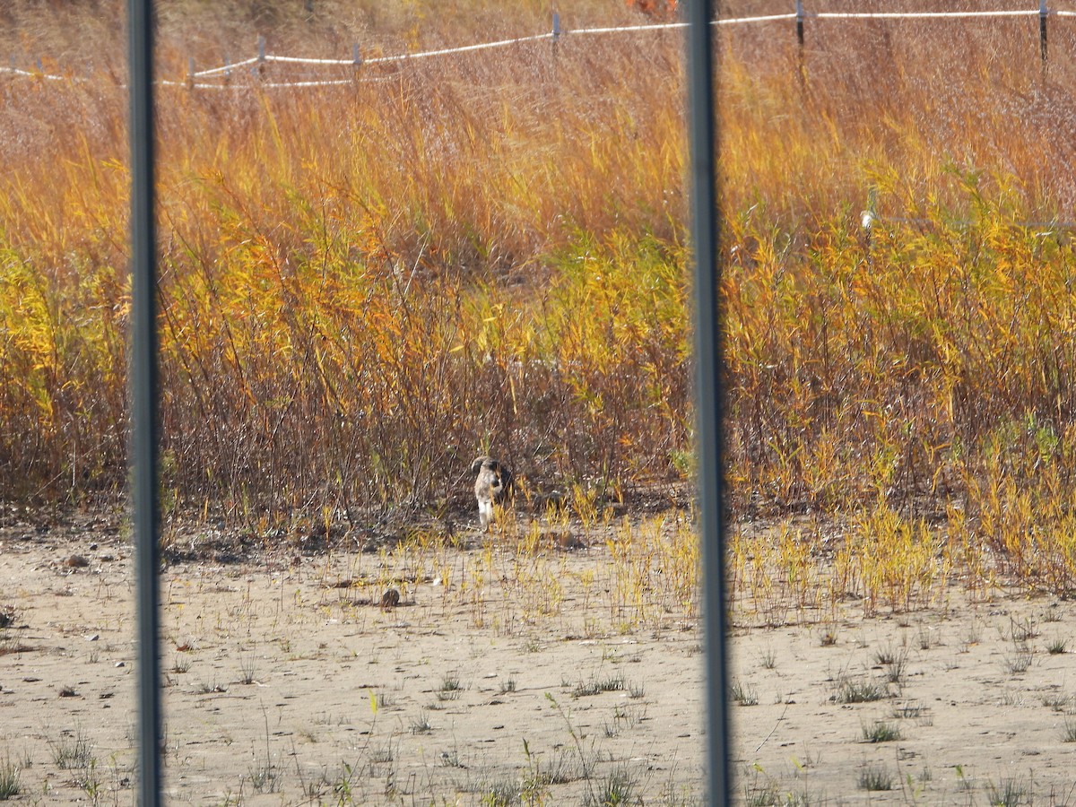 Red-tailed Hawk - ML644840135