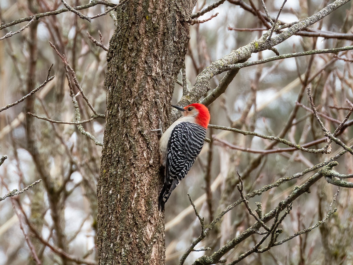 Гіла каролінська - ML644840141
