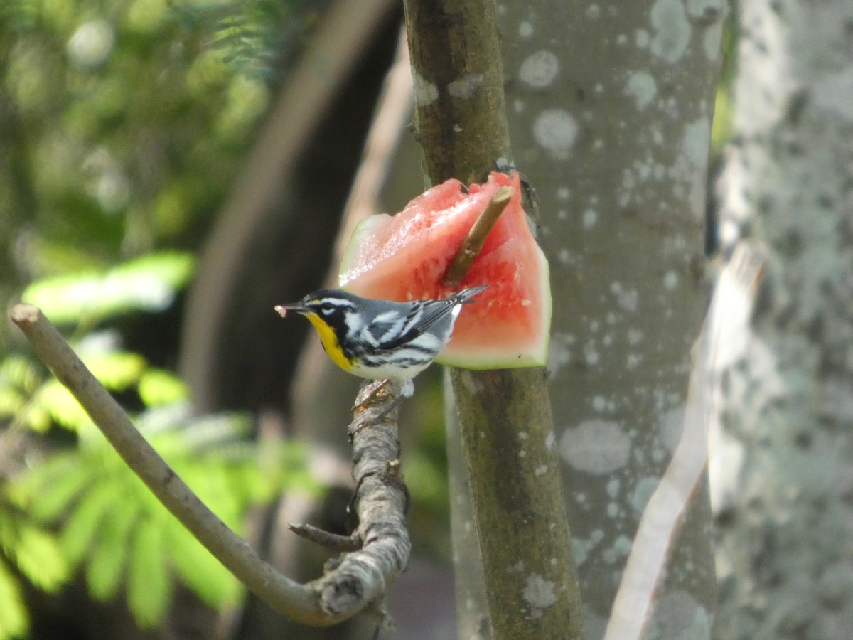 Yellow-throated Warbler - ML644840157