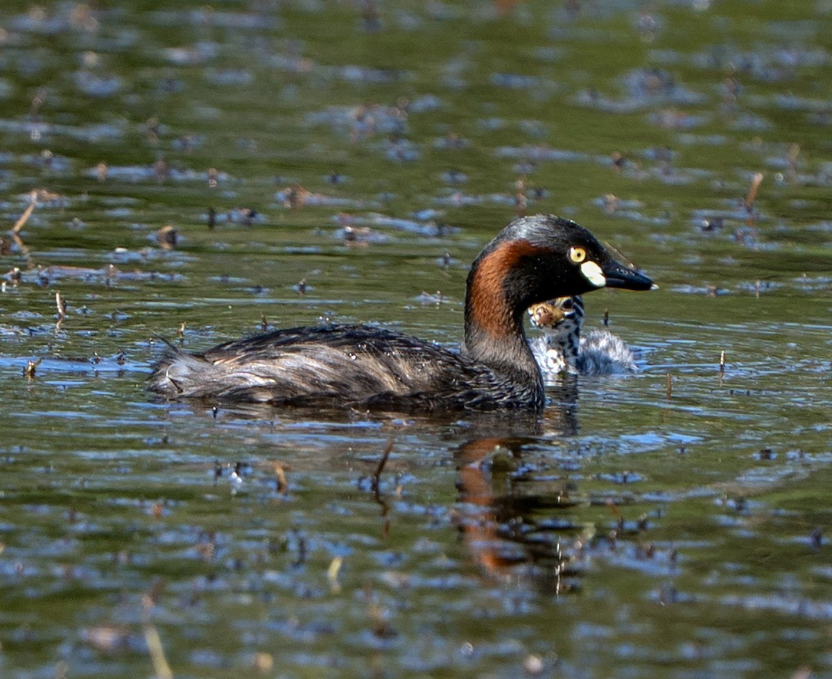 Australasian Grebe - ML644840160
