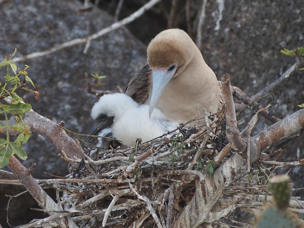 Red-footed Booby (Eastern Pacific) - ML644840164