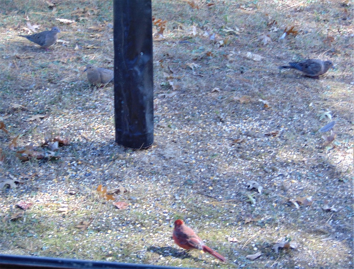 Rotkardinal - ML644840174