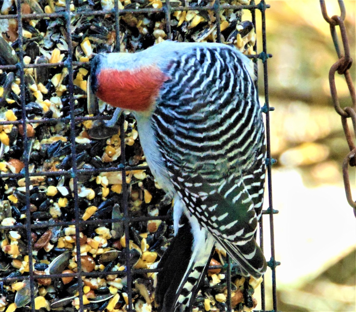 Гіла каролінська - ML644840193