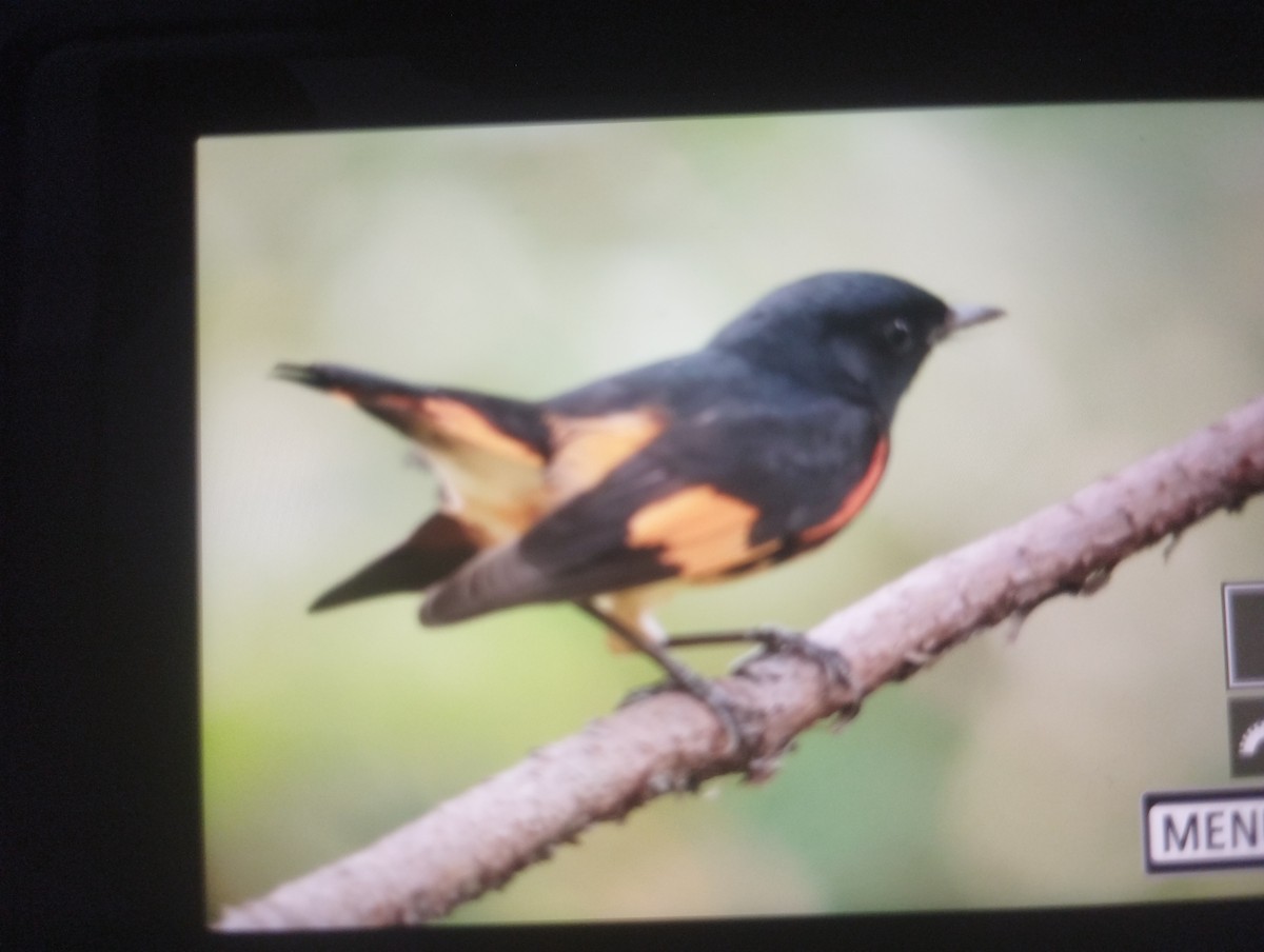 American Redstart - ML644840211