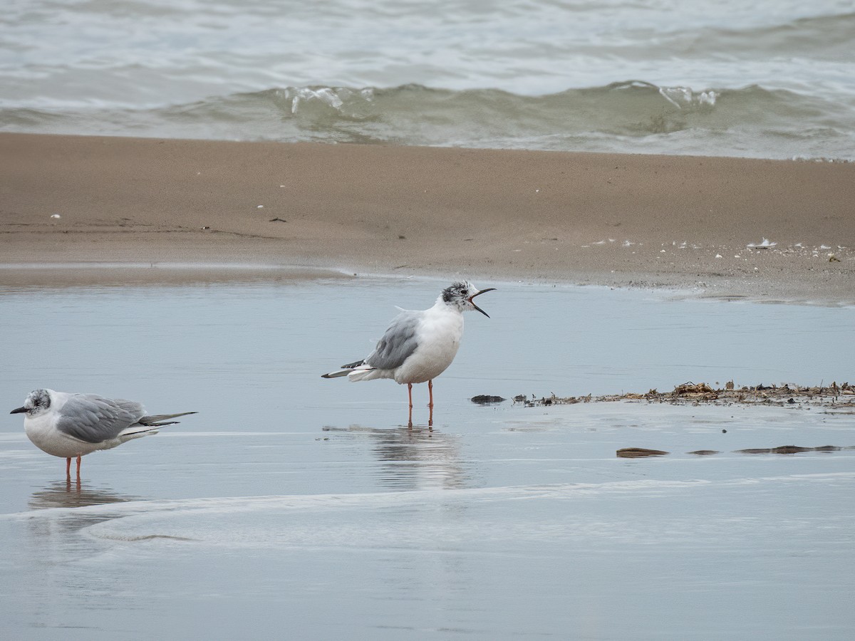 Bonaparte's Gull - ML644840226