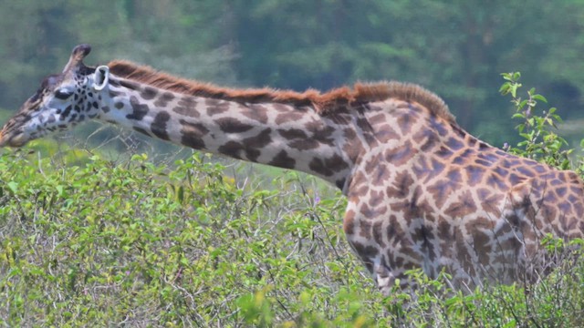 馬賽長頸鹿 - ML644840227