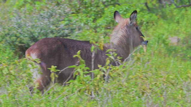 Defassa Waterbuck - ML644840230