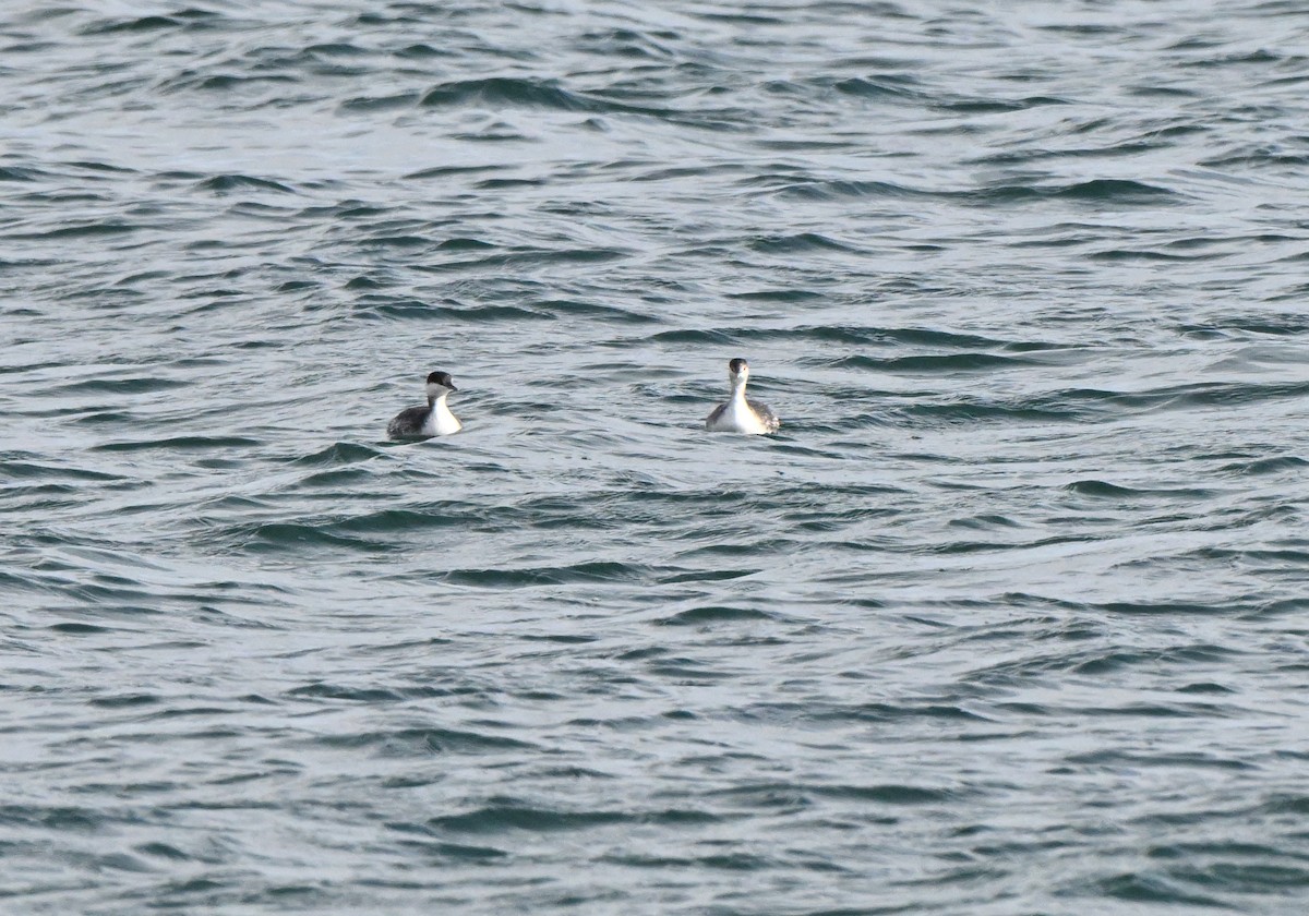 Txilinporta urrebelarria - ML644840248