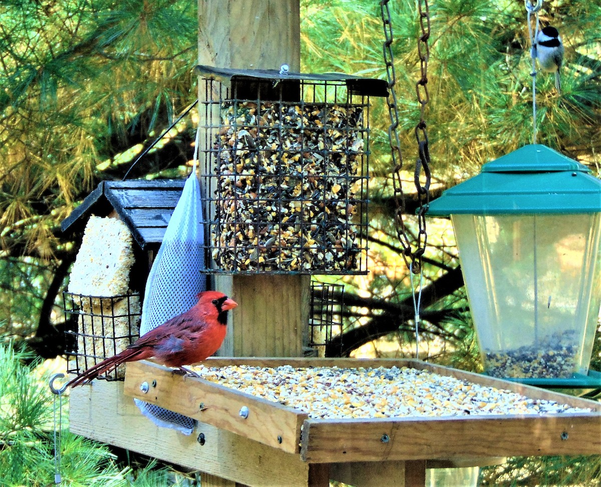 Carolina Chickadee - ML644840271