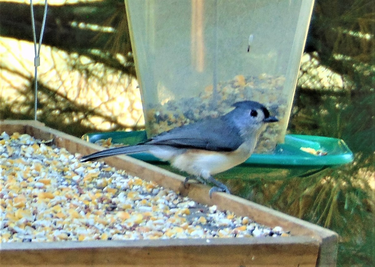 Американская гренадерка - ML644840281