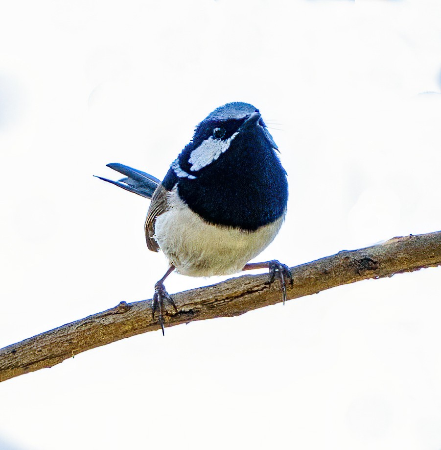 Superb Fairywren - ML644840292