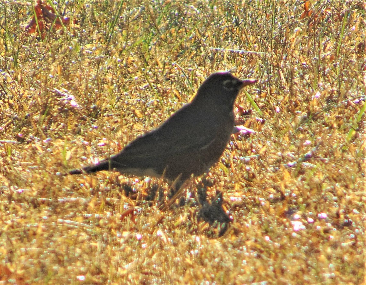 American Robin - ML644840296