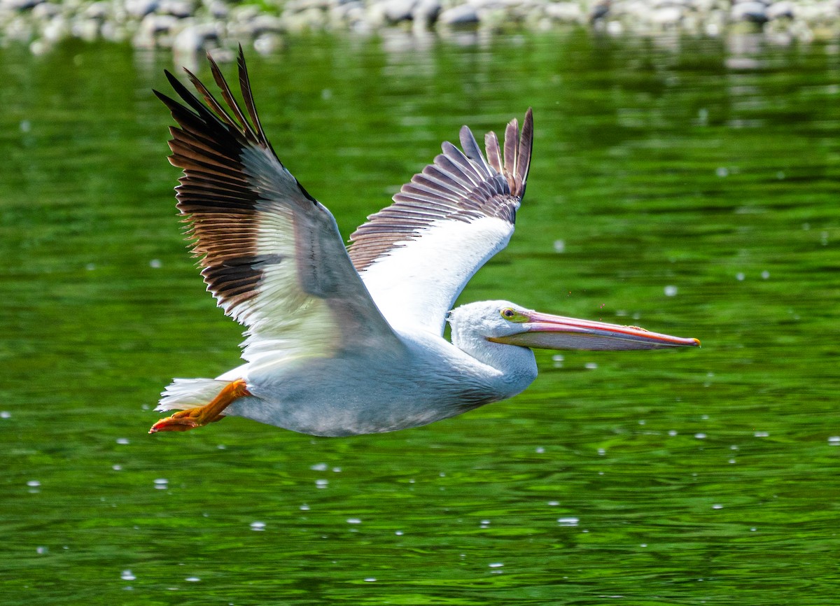 American White Pelican - ML644840298