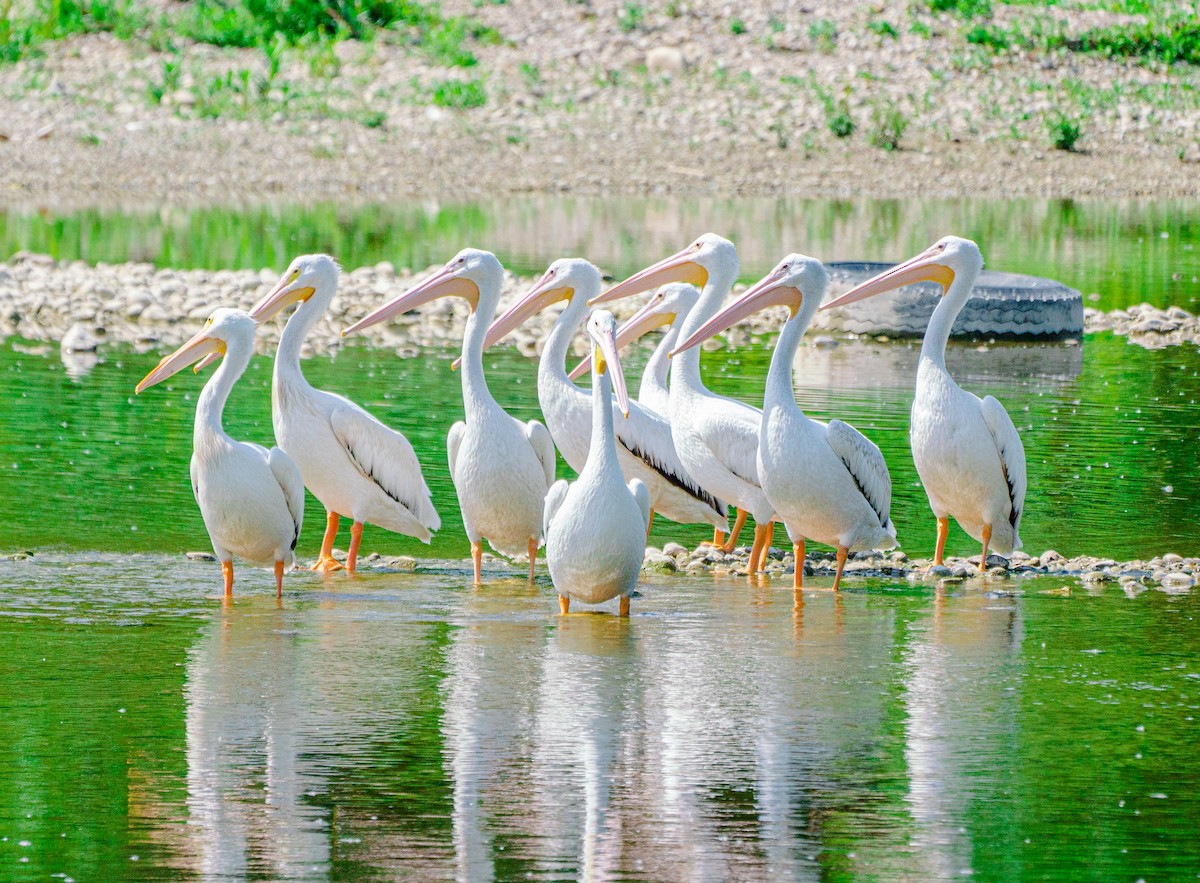 American White Pelican - ML644840299